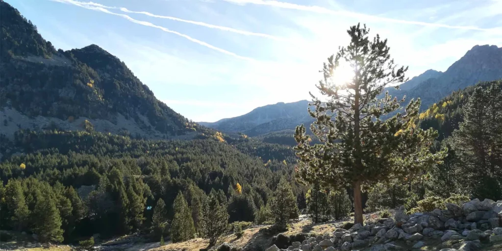 Mountainside covered in pine trees, with a bright blue sky.